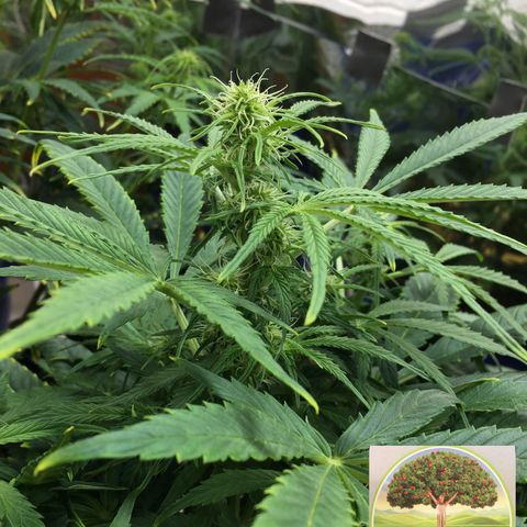 #epicgrowoff growlog timeline photo