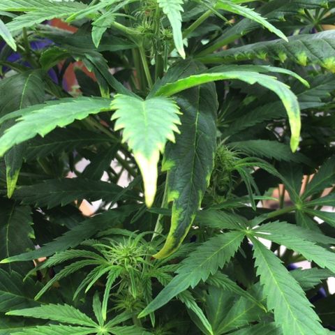 #epicgrowoff growlog timeline photo