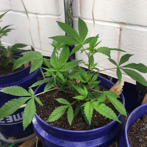 Cheese puffs growlog timeline photo