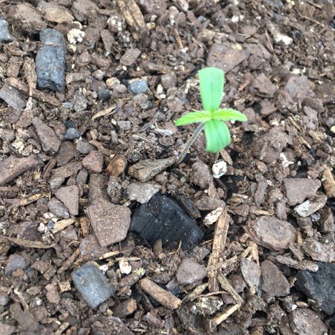 Bruce Banner growlog timeline photo