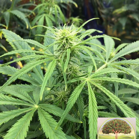 #epicgrowoff growlog timeline photo