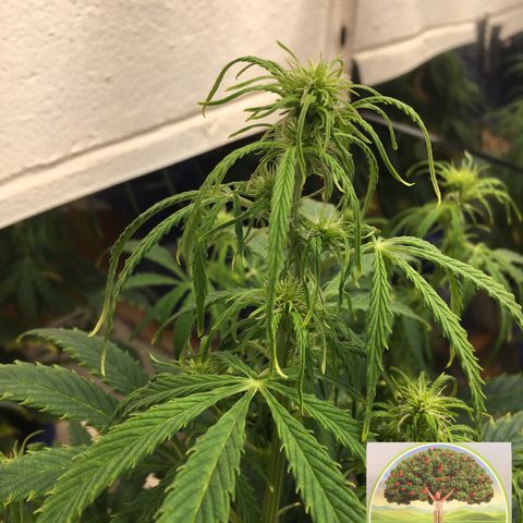 #epicgrowoff growlog timeline photo