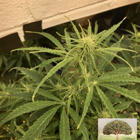 #epicgrowoff growlog timeline photo