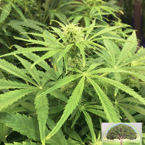#epicgrowoff growlog timeline photo