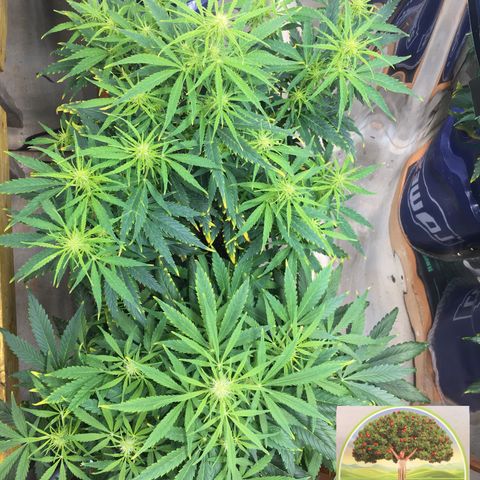 #epicgrowoff growlog timeline photo