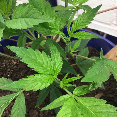 Cheese puffs growlog timeline photo