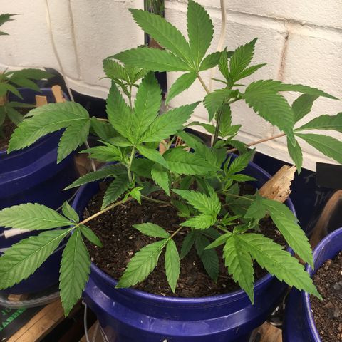 Cheese puffs growlog timeline photo