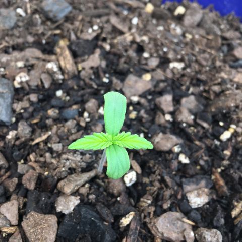 Bruce Banner growlog timeline photo