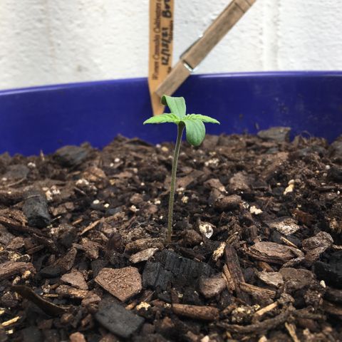 Bruce Banner growlog timeline photo