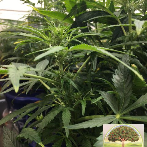 #epicgrowoff growlog timeline photo