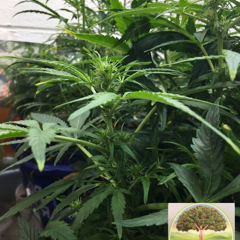 #epicgrowoff growlog timeline photo