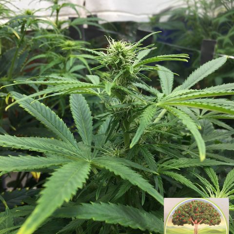 #epicgrowoff growlog timeline photo