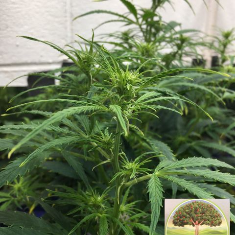 #epicgrowoff growlog timeline photo