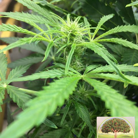 #epicgrowoff growlog timeline photo