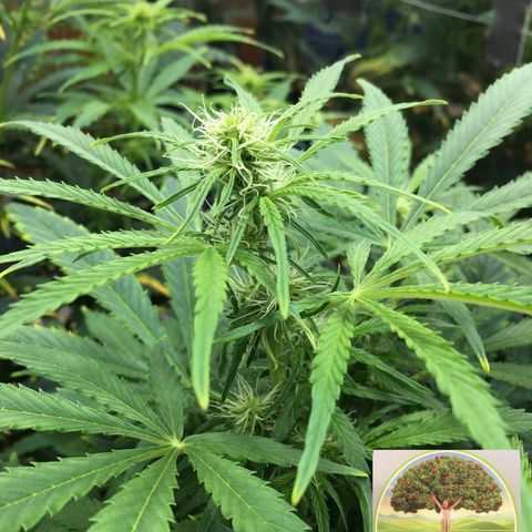 #epicgrowoff growlog timeline photo