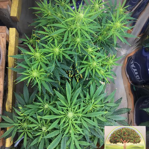 #epicgrowoff growlog timeline photo