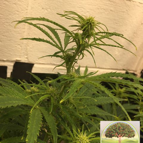 #epicgrowoff growlog timeline photo