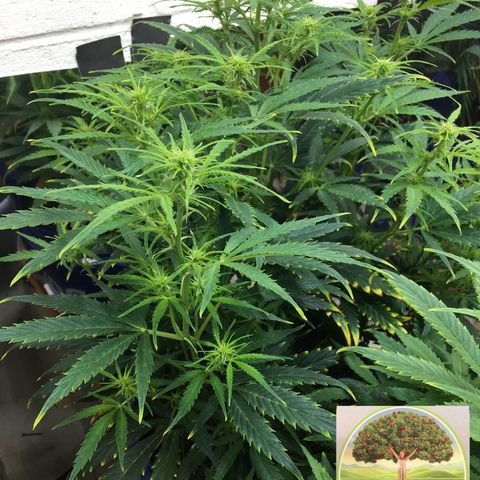#epicgrowoff growlog timeline photo