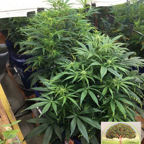 #epicgrowoff growlog timeline photo