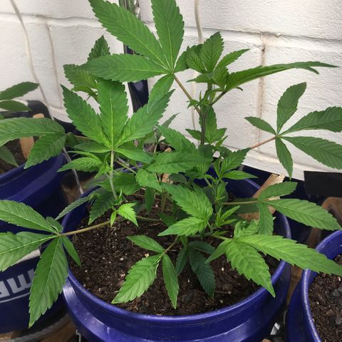 Cheese puffs growlog timeline photo