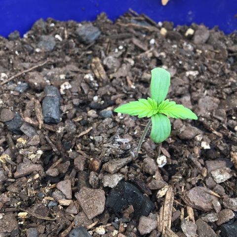 Bruce Banner growlog timeline photo