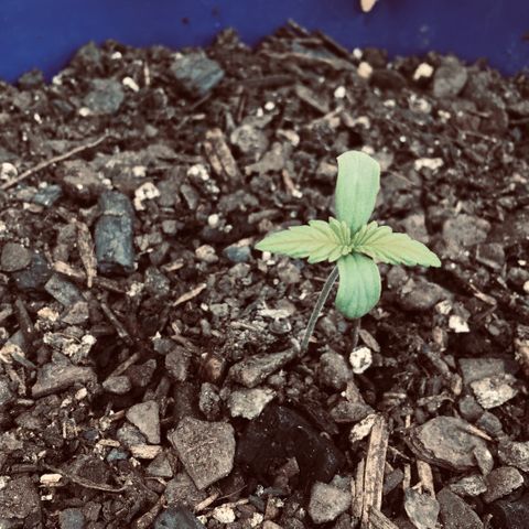Bruce Banner growlog timeline photo