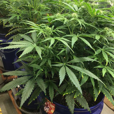 #epicgrowoff growlog timeline photo