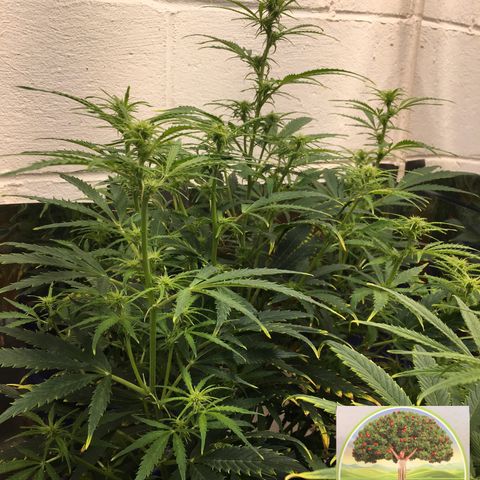 #epicgrowoff growlog timeline photo