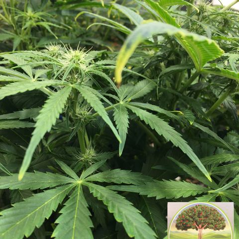#epicgrowoff growlog timeline photo