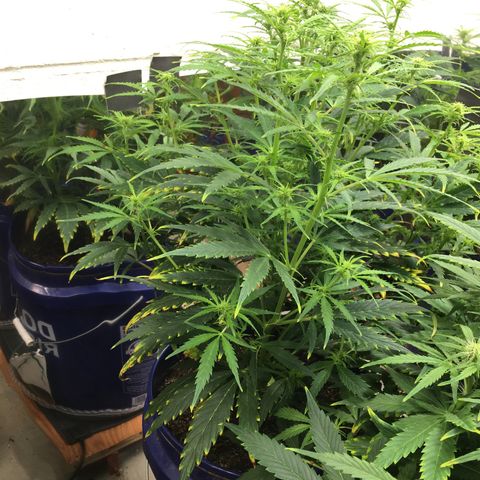 #epicgrowoff growlog timeline photo