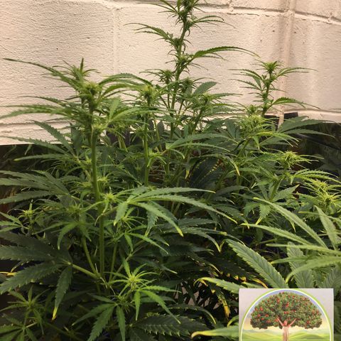 #epicgrowoff growlog timeline photo