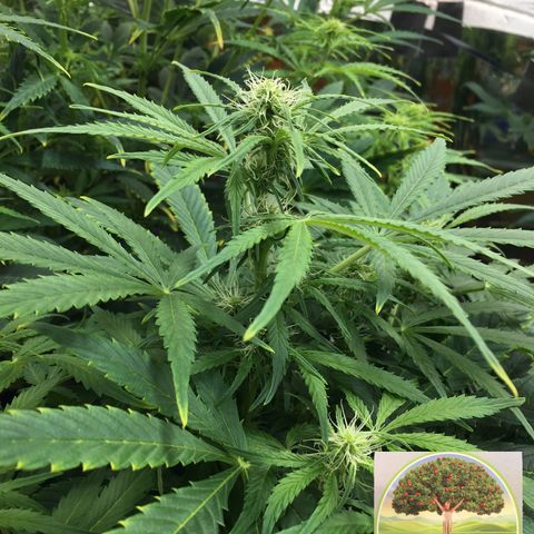 #epicgrowoff growlog timeline photo