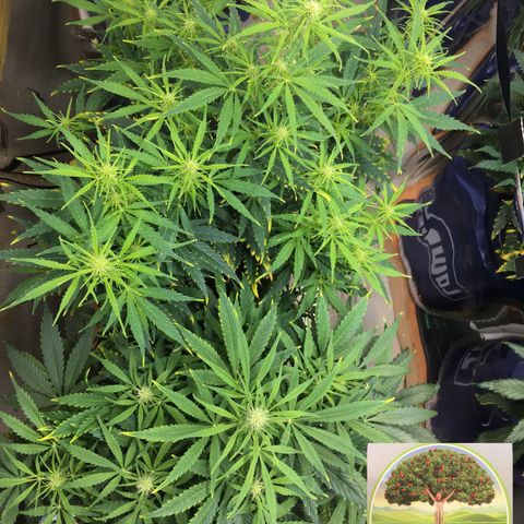 #epicgrowoff growlog timeline photo
