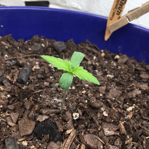 Bruce Banner growlog timeline photo