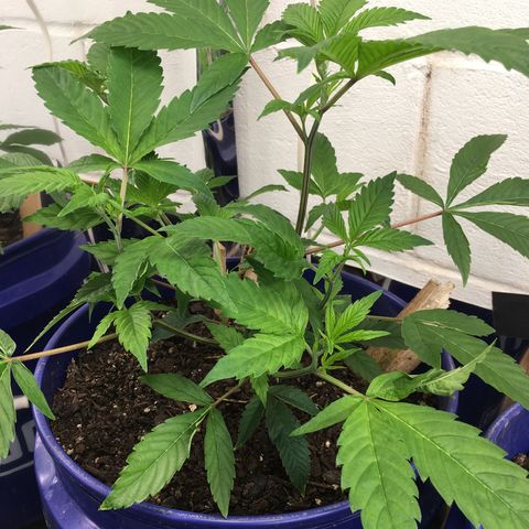 Cheese puffs growlog timeline photo