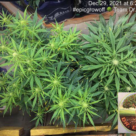 #epicgrowoff growlog timeline photo