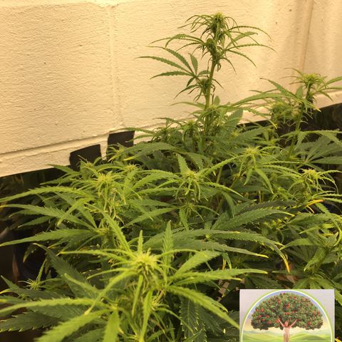 #epicgrowoff growlog timeline photo