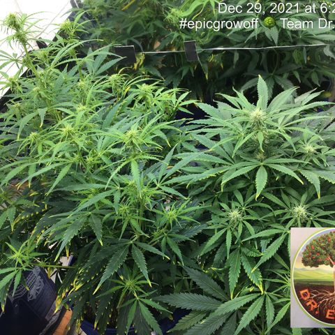 #epicgrowoff growlog timeline photo