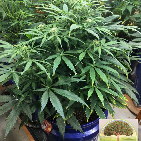 #epicgrowoff growlog timeline photo