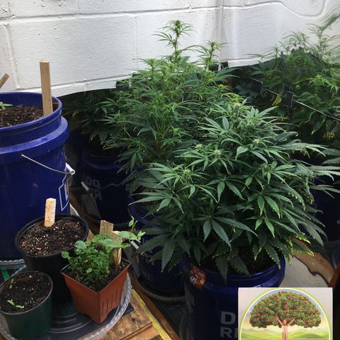 #epicgrowoff growlog timeline photo