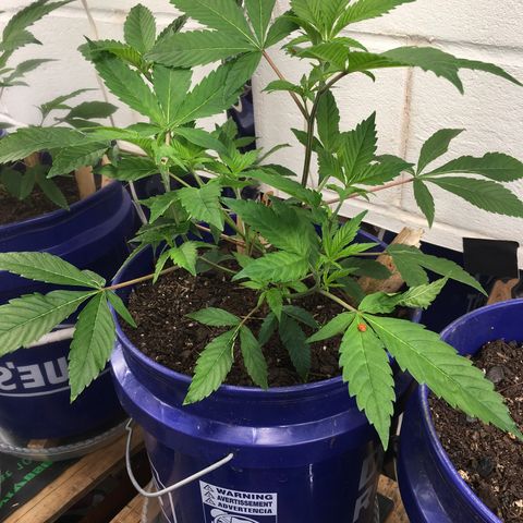 Cheese puffs growlog timeline photo