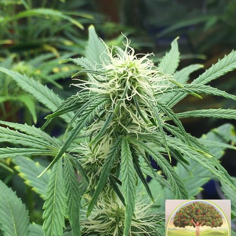 #epicgrowoff growlog timeline photo