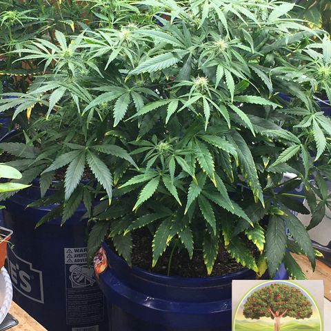 #epicgrowoff growlog timeline photo