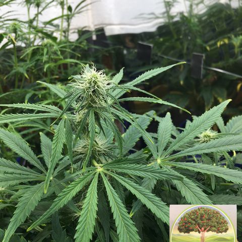 #epicgrowoff growlog timeline photo