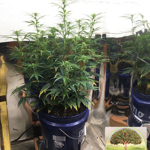 #epicgrowoff growlog timeline photo