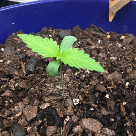 Bruce Banner growlog timeline photo