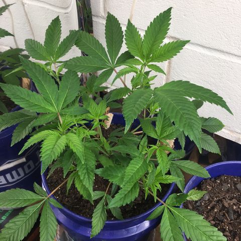Cheese puffs growlog timeline photo