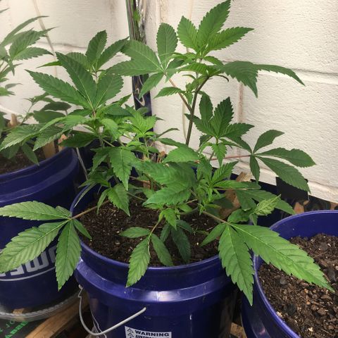 Cheese puffs growlog timeline photo