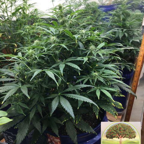 #epicgrowoff growlog timeline photo