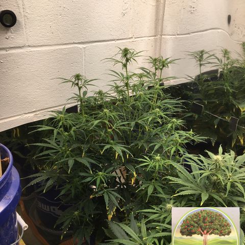 #epicgrowoff growlog timeline photo